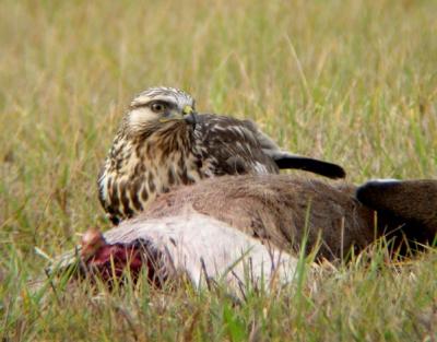 Rough-legged Hawk 4