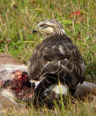 Rough-legged Hawk 5