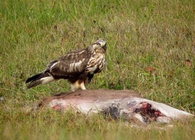 Rough-legged Hawk 7