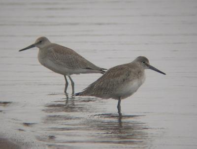 Willets