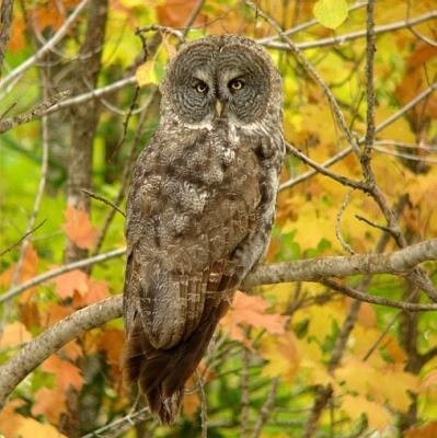 Great Gray Owl