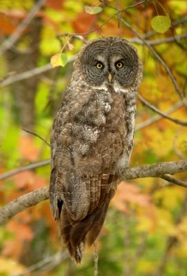 Great Gray Owl