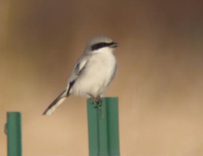 Loggerhead Shrike