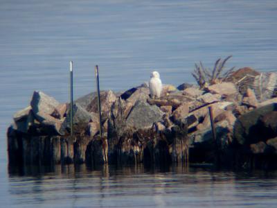 Snowy Owl 29 (unknown age/sex)