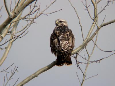 Rough-legged Hawk