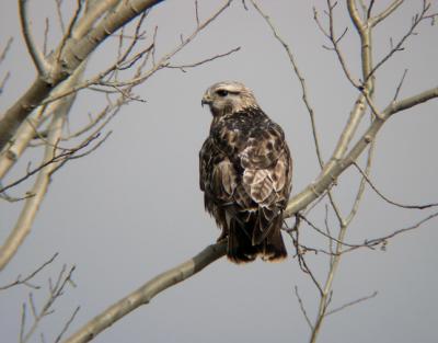 Rough-legged Hawk