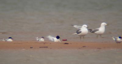 Little Gull