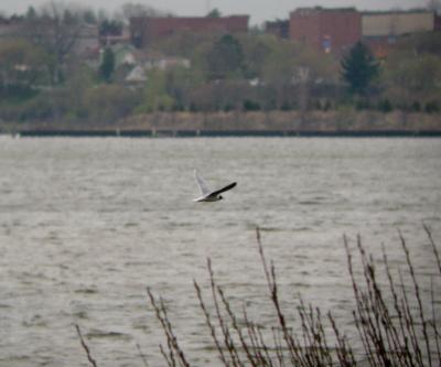 Little Gull