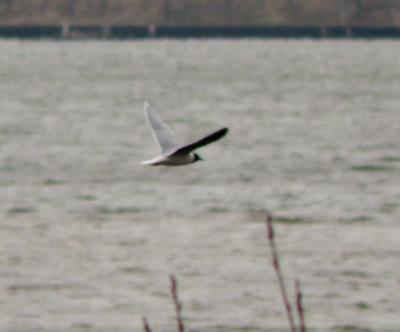 Little Gull