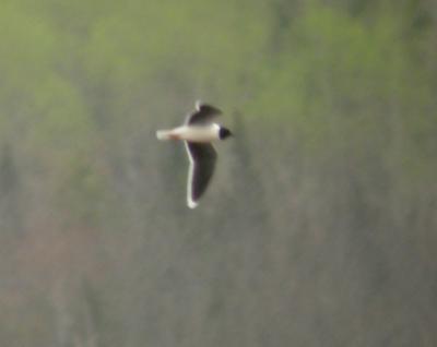 Little Gull