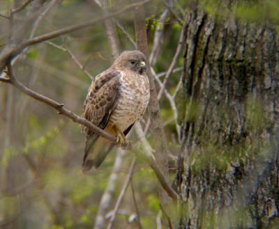 Broad-winged Hawk