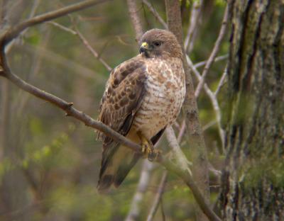 Broad-winged Hawk