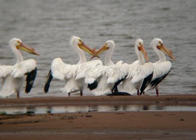 Amer. White Pelicans