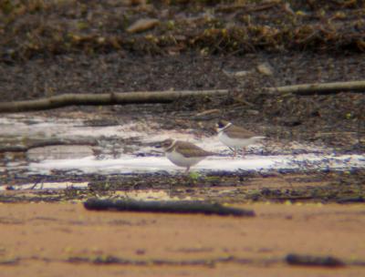 Wilson's Plover