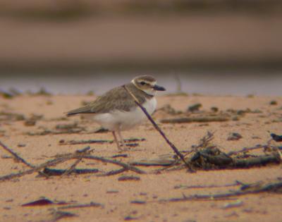 Wilson's Plover