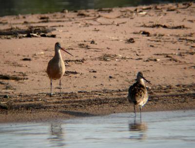 Marbled Godwits 2