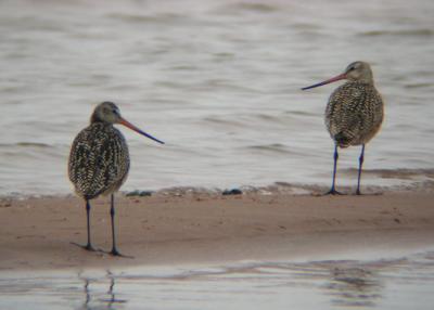 Marbled Godwits 4
