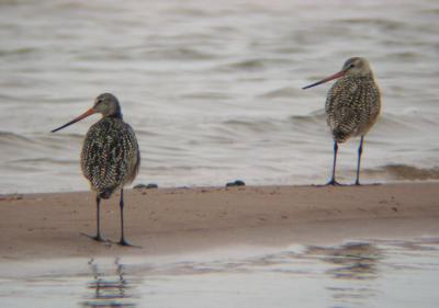 Marbled Godwits 4