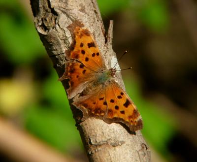 Eastern Comma