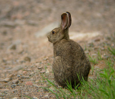 Snowshoe Hare