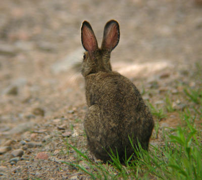 Snowshoe Hare