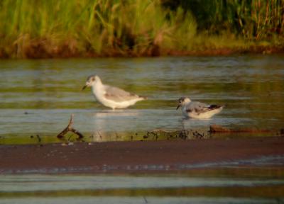 Little Gull (first summer)