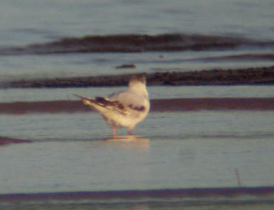 Little Gull (first summer)