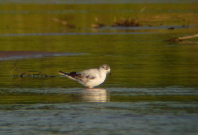 Little Gull (first summer)