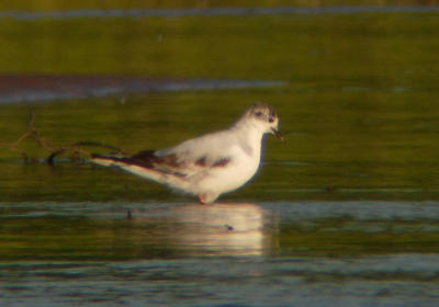 Little Gull (first summer)