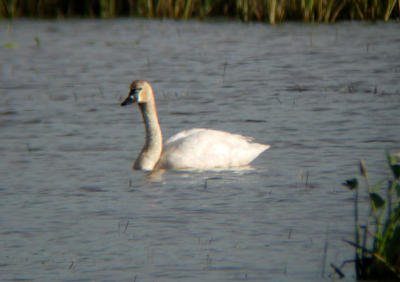 Tundra Swan in June