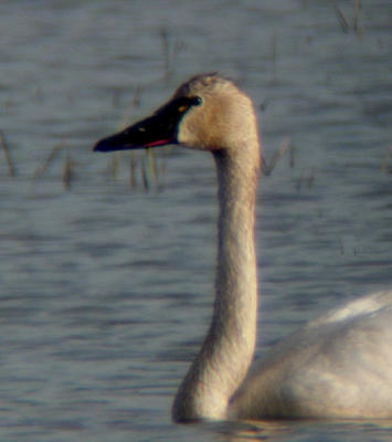 Tundra Swan