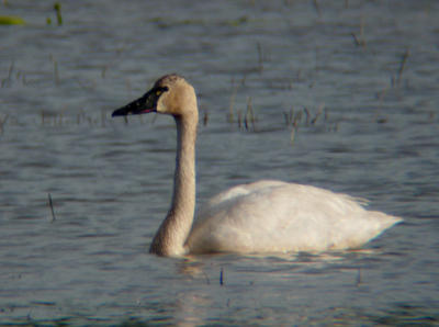 Tundra Swan