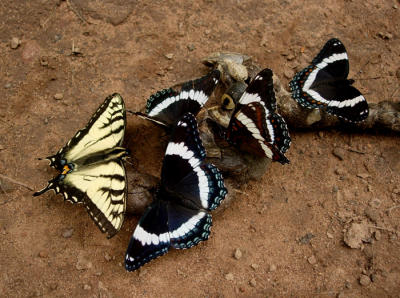 Swallowtail and Admirals