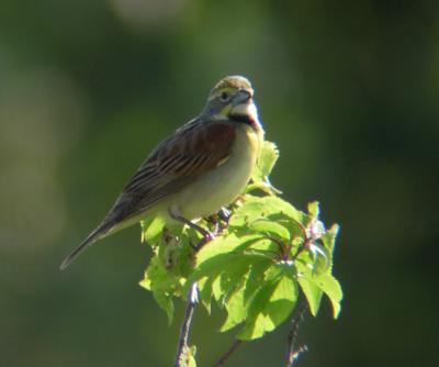 Dickcissel 1