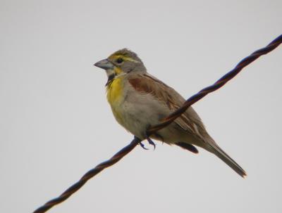 Dickcissel 3