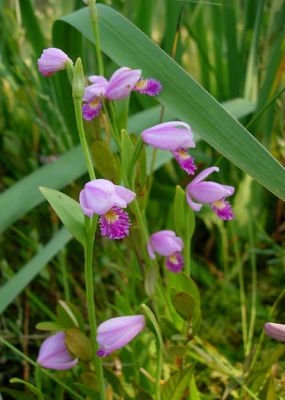 Orchid 1 (Pogonia ophioglossoides)