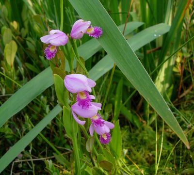 Orchid 1 (Pogonia ophioglossoides)