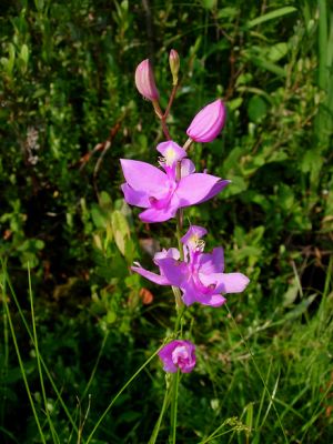 Orchid 2 (Calopogon tuberosus)