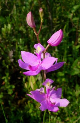 Orchid 2 (Calopogon tuberosus)