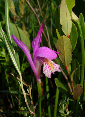 Orchid 3 (Arethusa bulbosa)