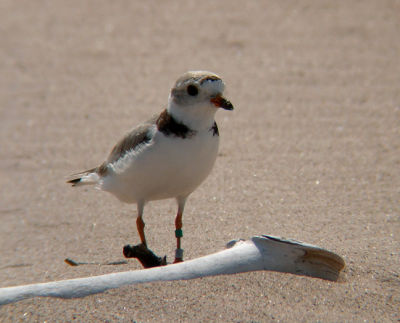 Piping Plover