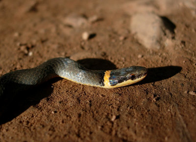 Northern Ringneck Snake