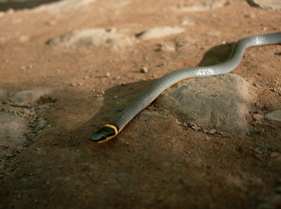 Northern Ringneck Snake