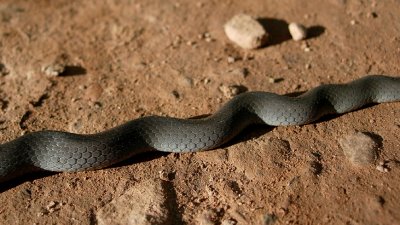 Northern Ringneck Snake