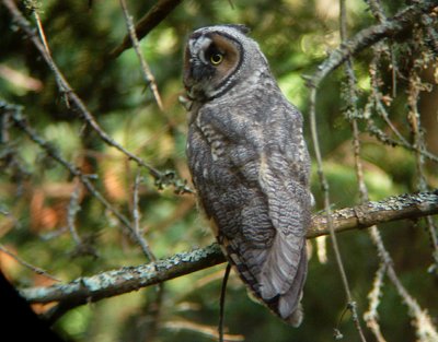 Long-eared Owl