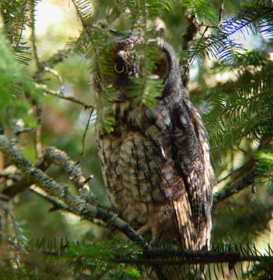 Long-eared Owl