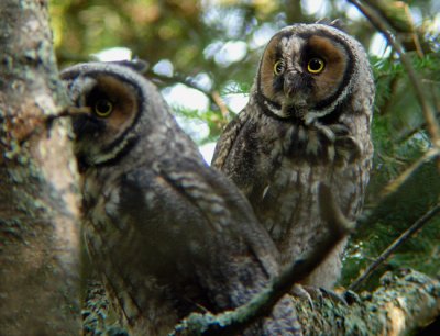 Long-eared Owl