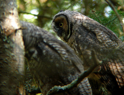 Long-eared Owl