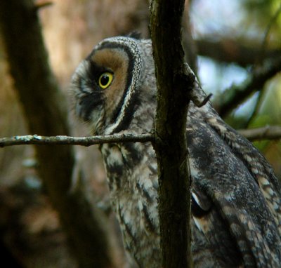 Long-eared Owl