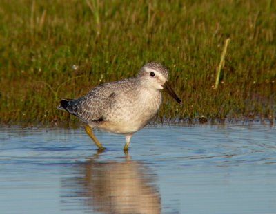 Red Knot (juvenile)